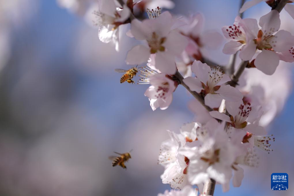 京华风暖桃花开