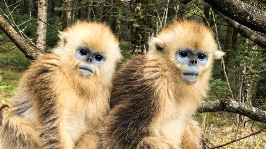 【世界地球日】秘境直击：新华网记者邂逅神农架野生金丝猴