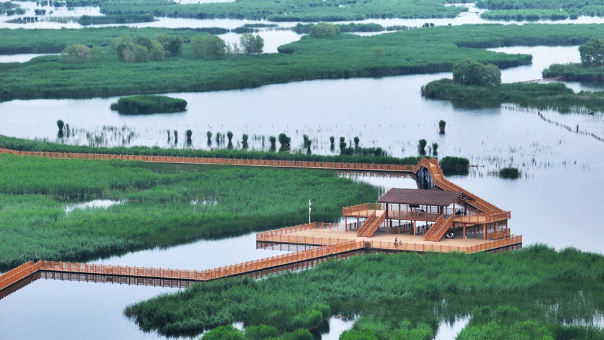 美丽中国丨白洋淀初夏风光