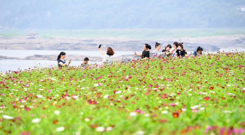 重庆：格桑花开长江畔