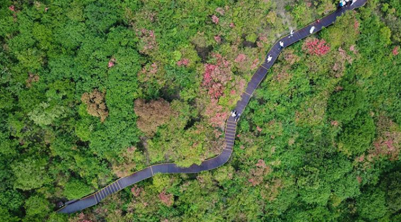 杜鹃花开景色美