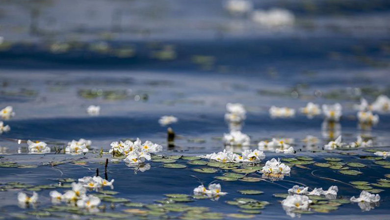 洱海又见海菜花