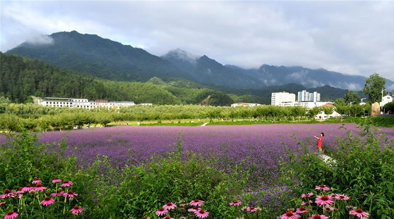 绚丽花海扮靓秦岭小城