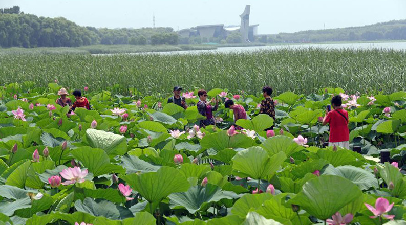 铁岭：湿地荷花美