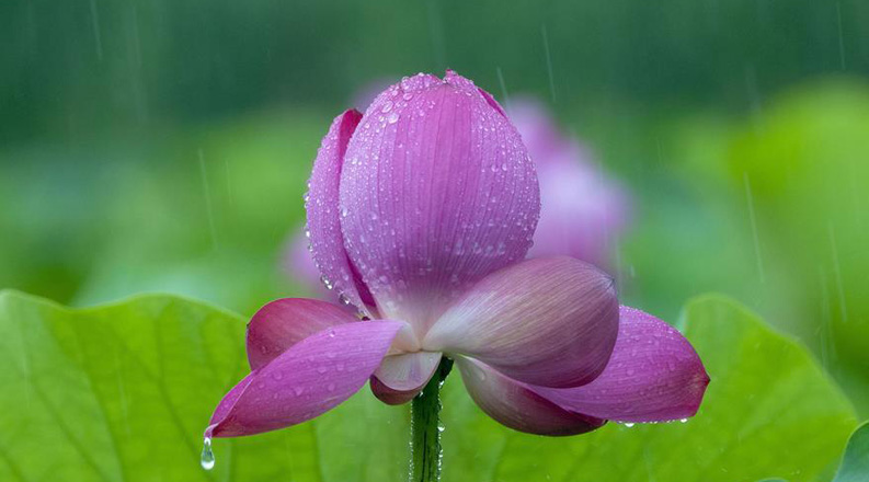 管社山庄的雨荷