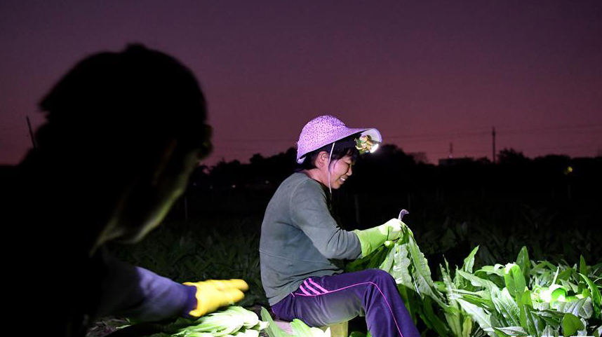 广西柳州：“南菜北运”基地蔬菜采收忙