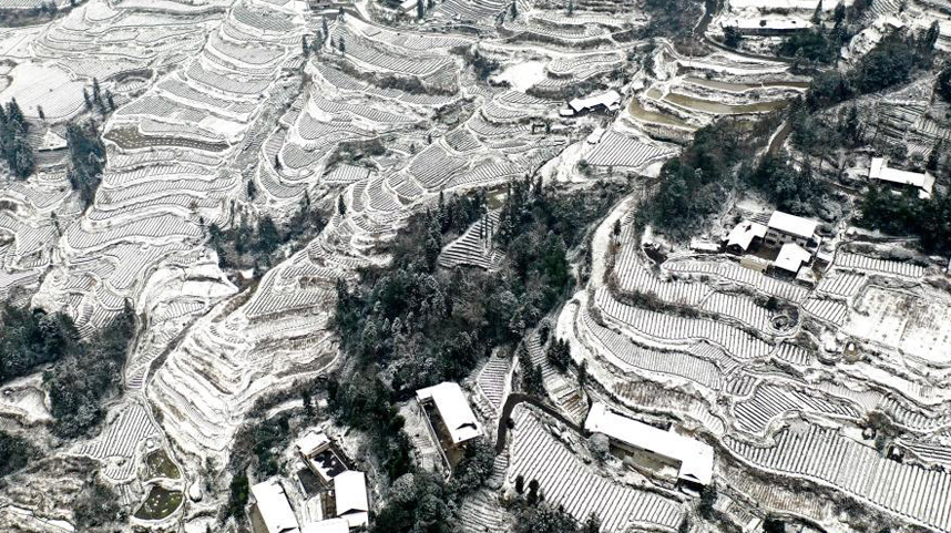 湖北恩施：雪润茶园