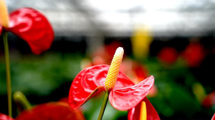 上海鲜花港：自主研发红掌新品种