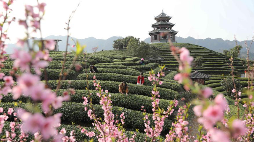 雨水至 采新茶