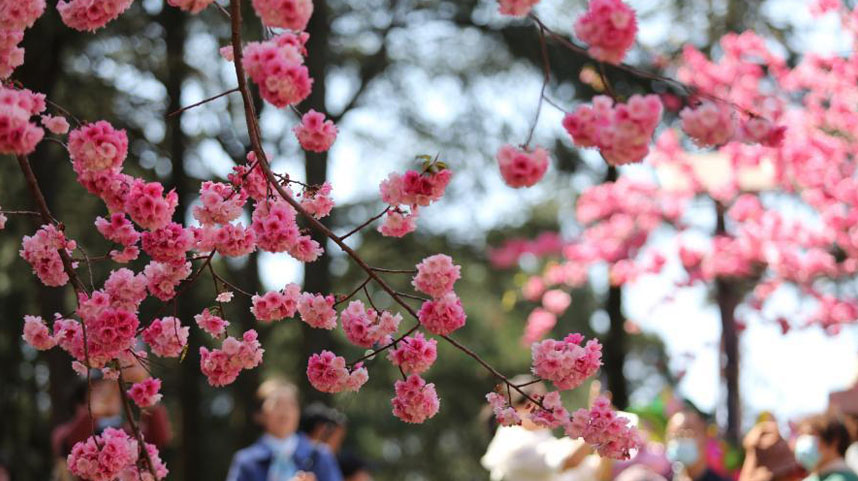 春花烂漫