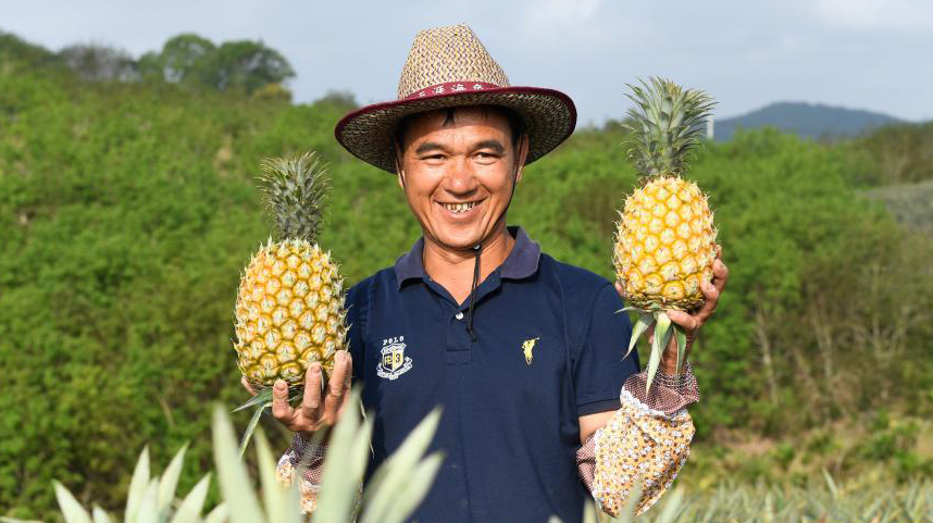 海南万宁：菠萝采收忙