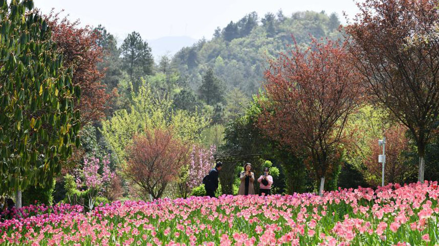 贵州龙里：龙架山花开引客来