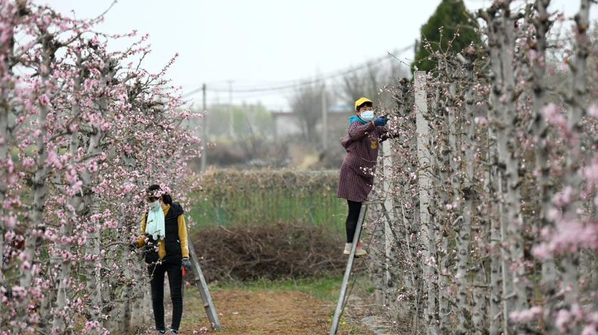 果园花开春来早