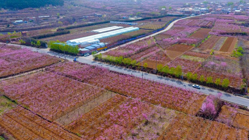 春风拂面桃花俏