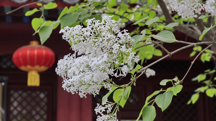 古刹花开