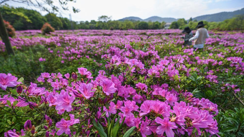 “百花争艳”助推乡村“美丽经济”