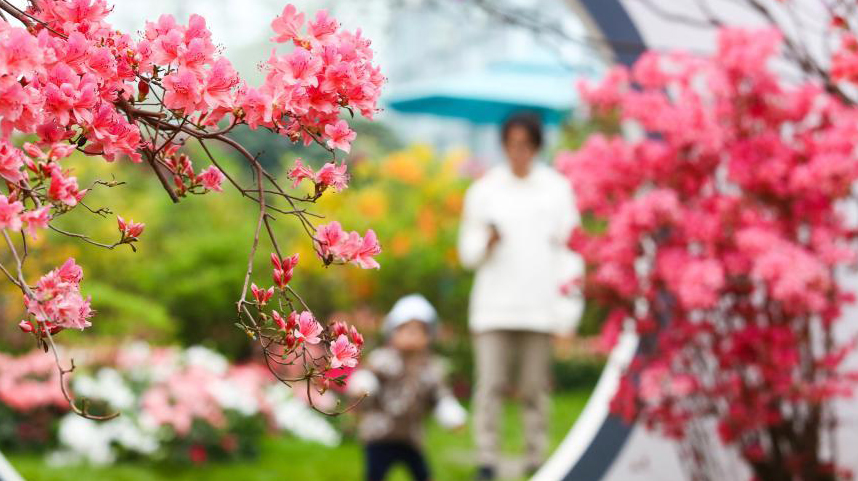 山东日照：杜鹃争芳艳