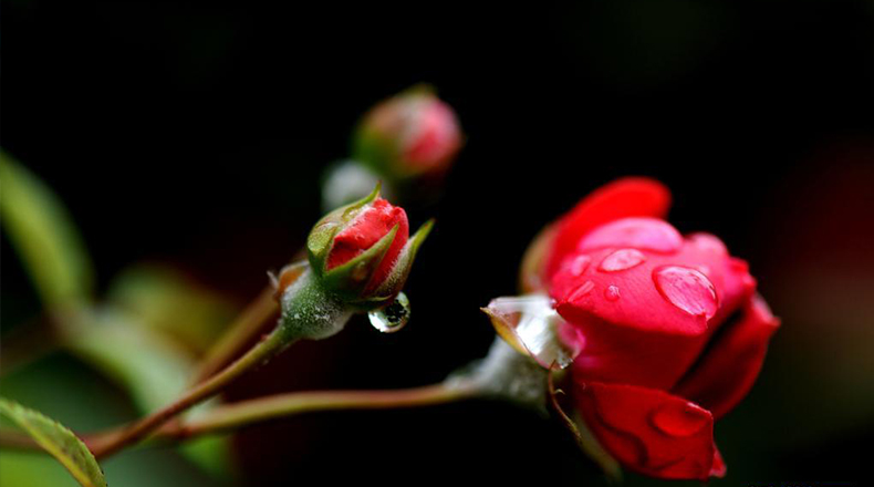 沪上雨中花