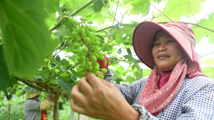 广西东兰：葡萄夏初管护忙