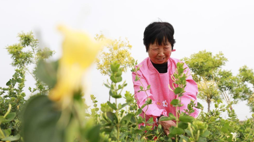 河北内丘：金银花开富农家