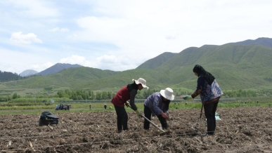 甘肃和政：赤松茸大田种植促增收