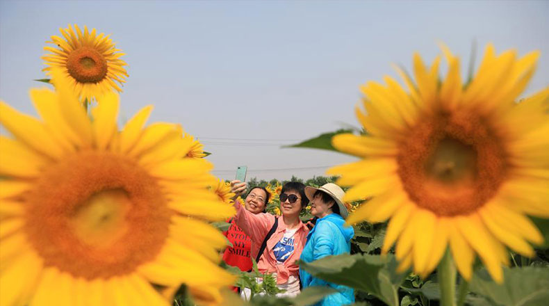 安徽淮北：夏日葵花开 美景引客来