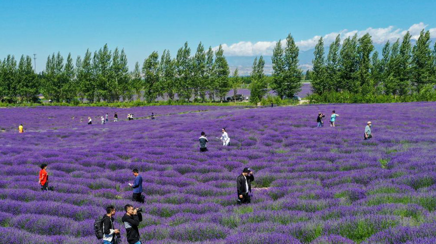 石头滩变花海 薰衣草助农增收