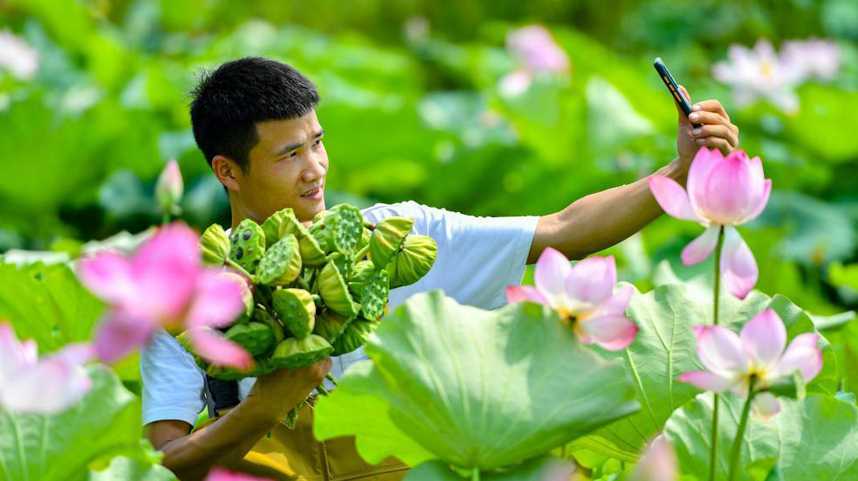 盛夏时节采莲忙