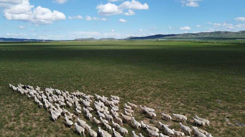 内蒙古锡林郭勒盟被授予“中国生态羊都”称号