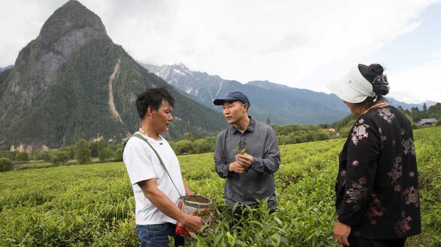 易贡茶场展新颜