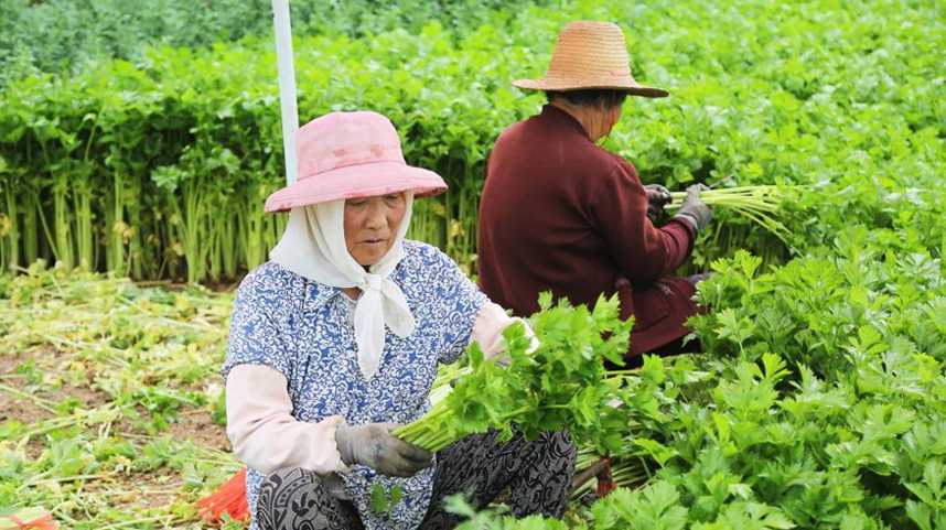 甘肃定西：高原夏菜采收忙