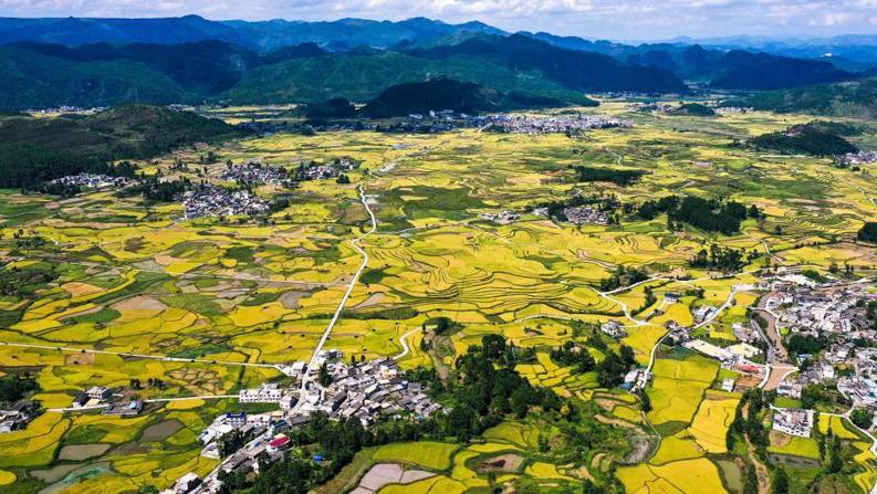 丰收的田野