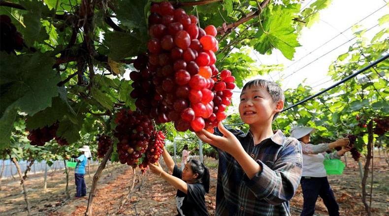 安徽全椒：尽赏秋色