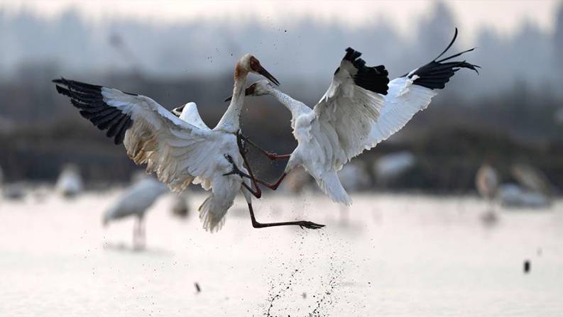 鄱阳湖迎来大批越冬候鸟