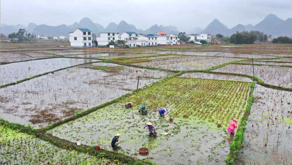 广西柳江：采收慈姑 供应节日市场