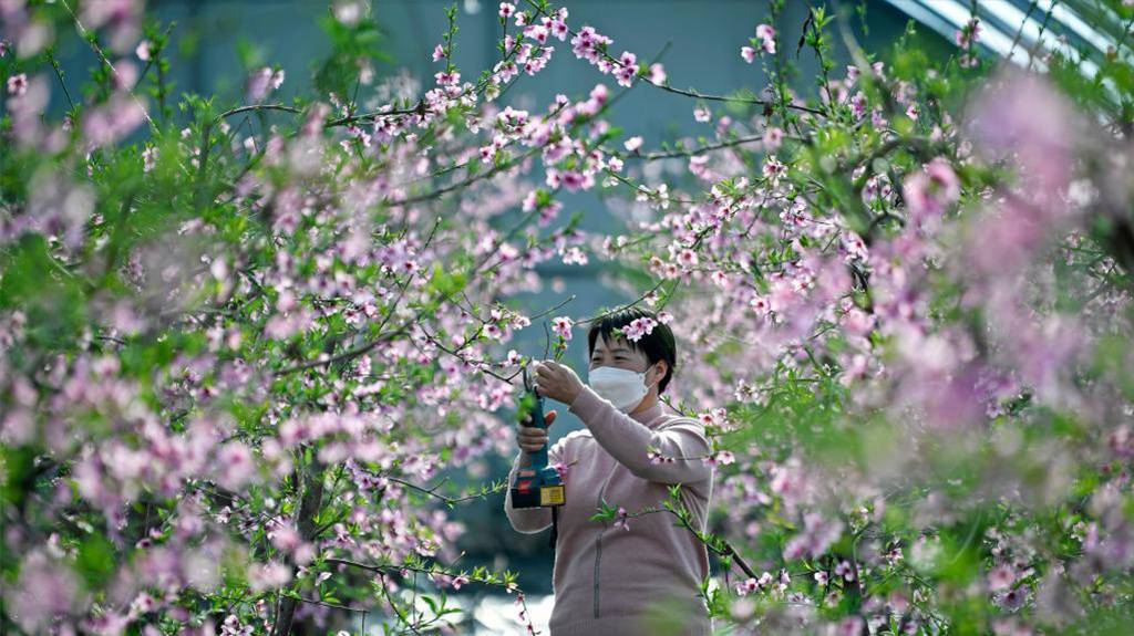 乡村振兴春满棚 桃花盛开春来早