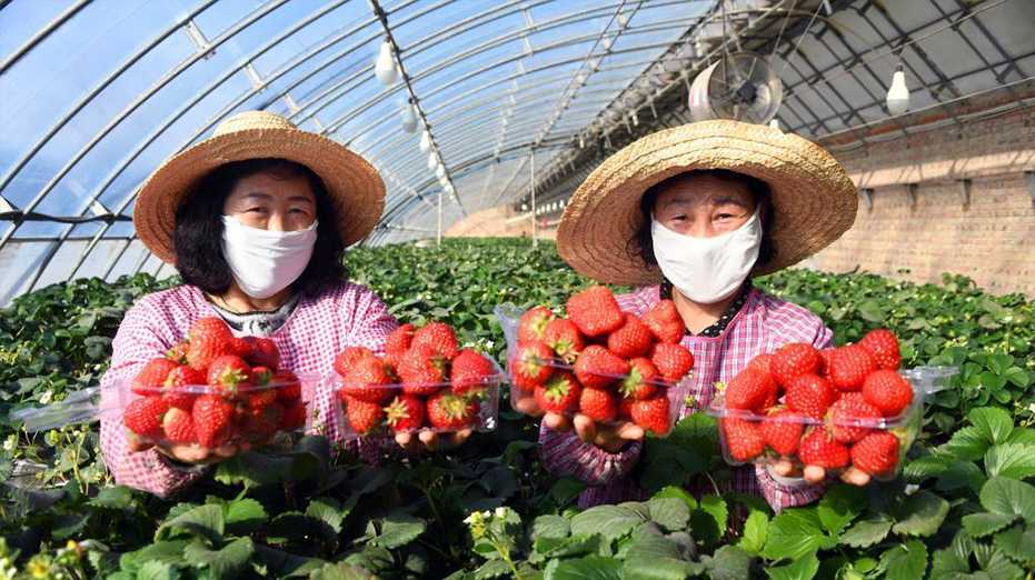 北京海淀：草莓成熟收获忙