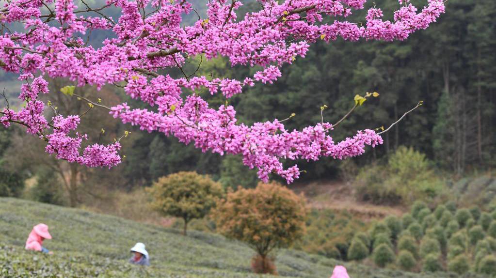 采摘明前茶