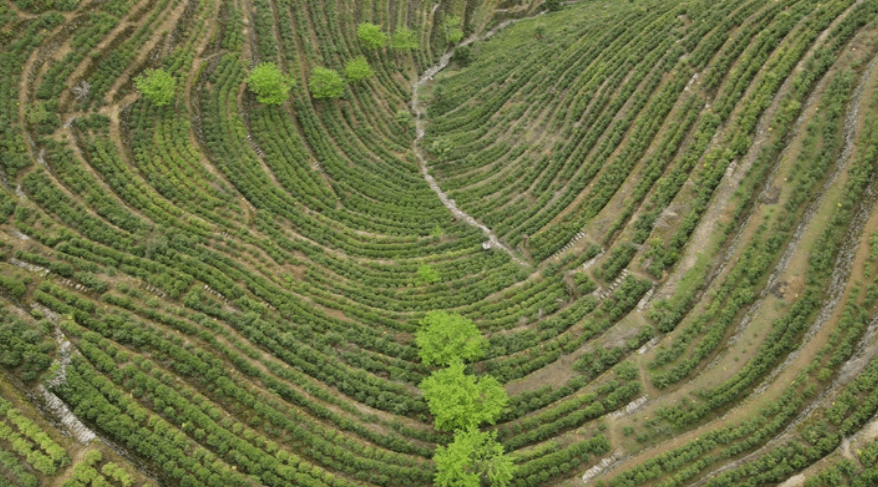 用奋斗砌出来的茶园长啥样？