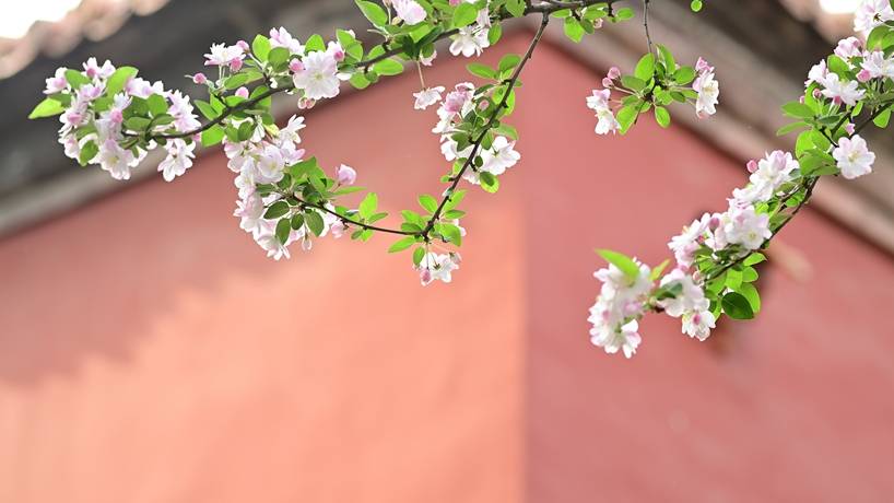 海棠花开紫禁城