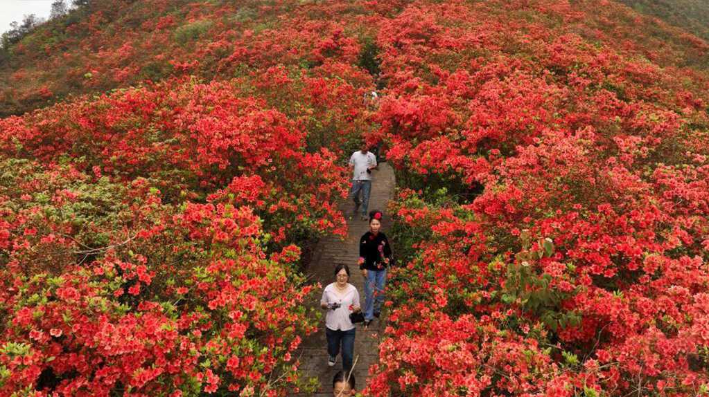 贵州丹寨龙泉山：杜鹃花海景致美