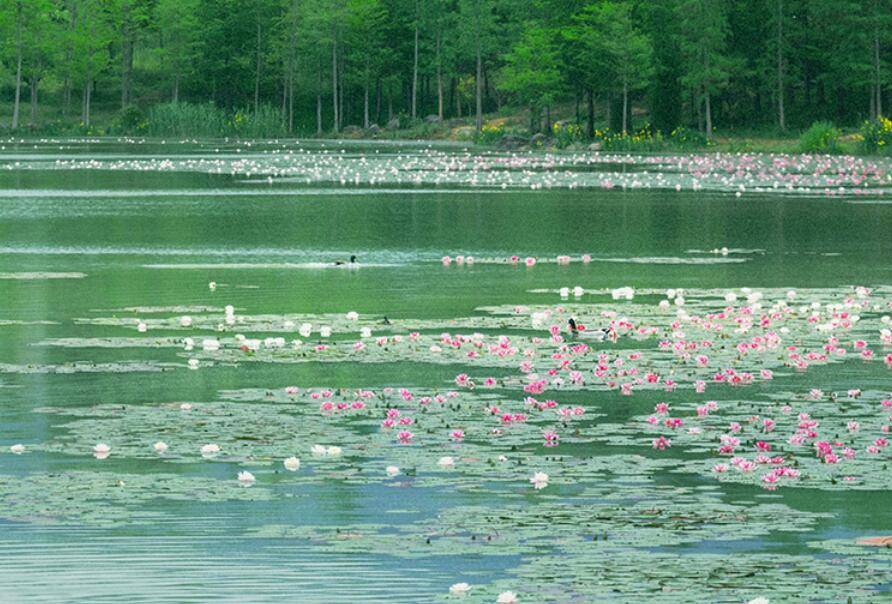 钟山初夏：轻舟误入芙蓉浦，一梦江南