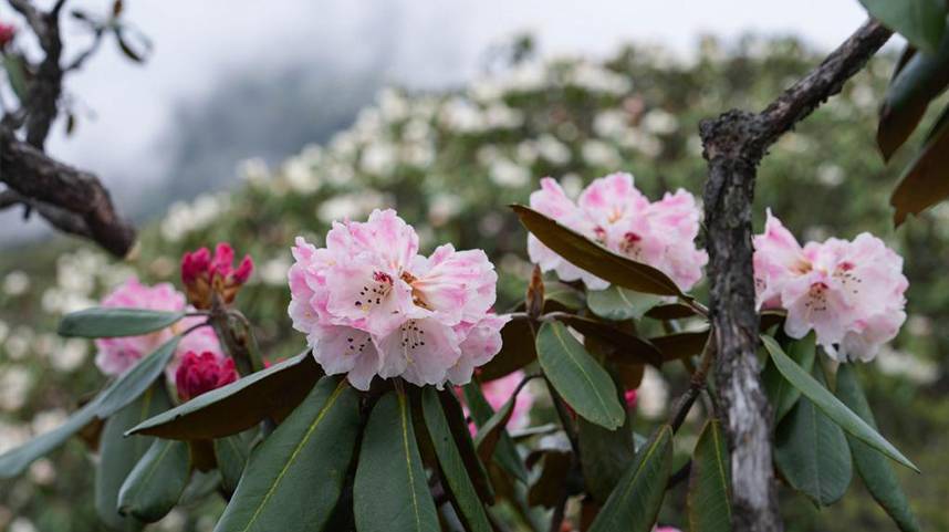 杜鹃花开龙门山