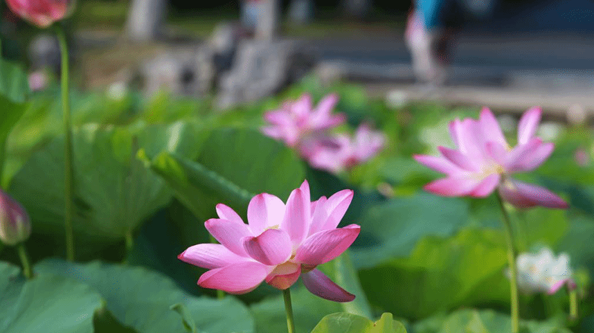 芬芳夏日