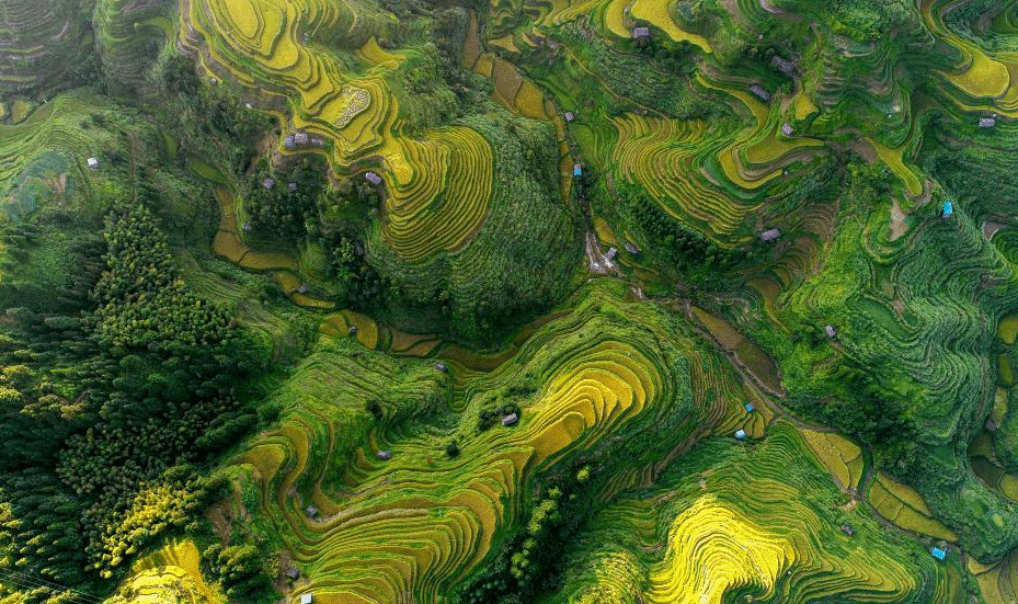 贵州高原：稻谷飘香景如画