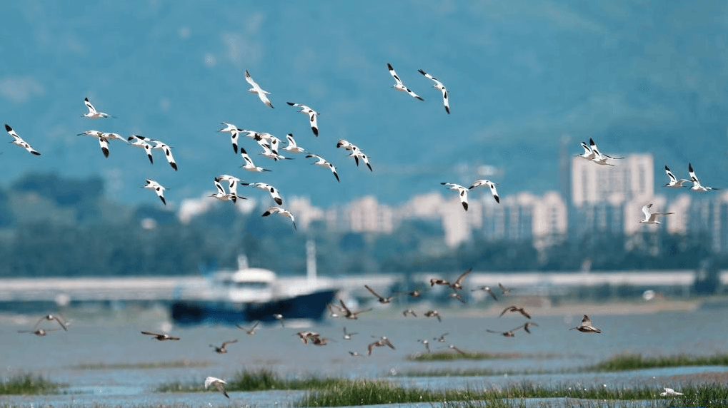 闽江河口湿地迎来候鸟“先头部队”