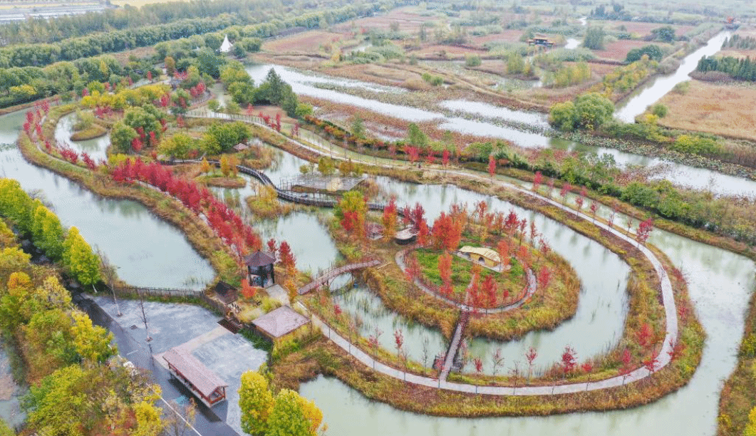 江苏泗洪：洪泽湖湿地秋意浓