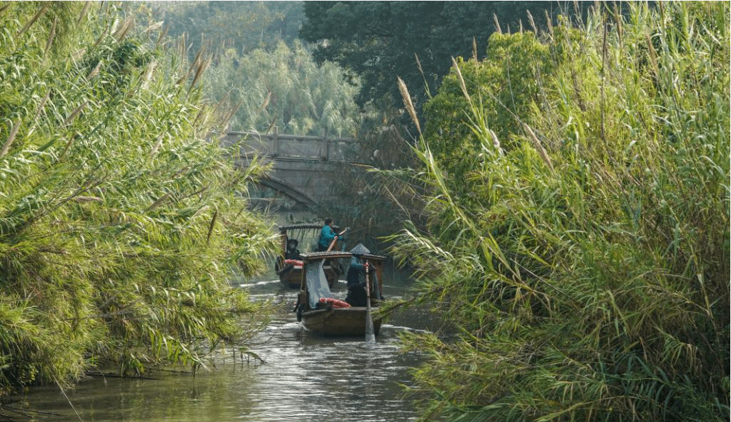 大美湿地城市丨常熟