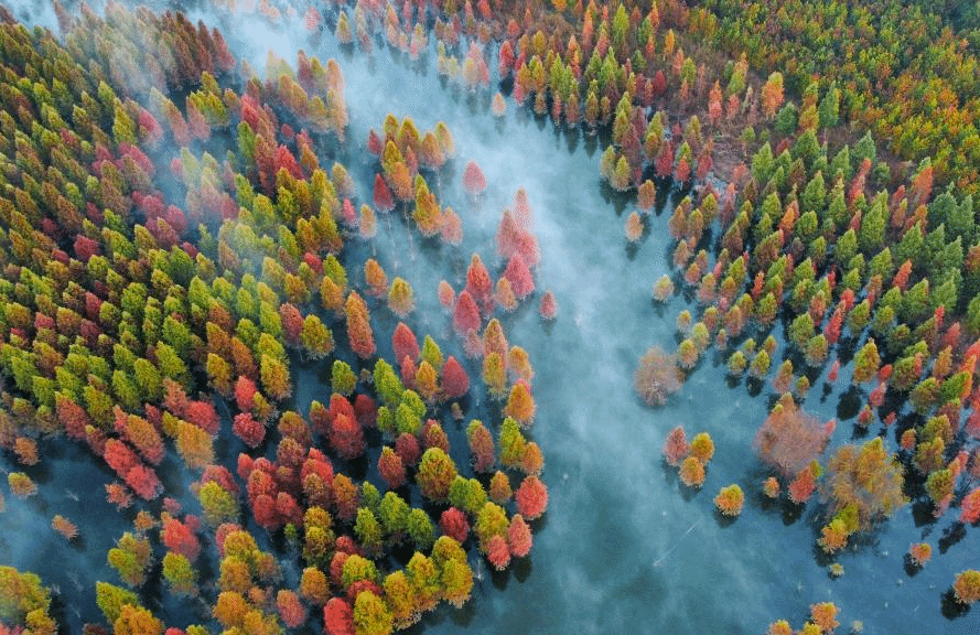 云南昆明：水杉湿地景色如画