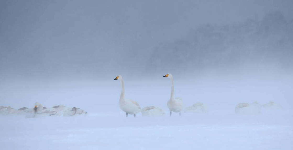 山东荣成：天鹅戏雪